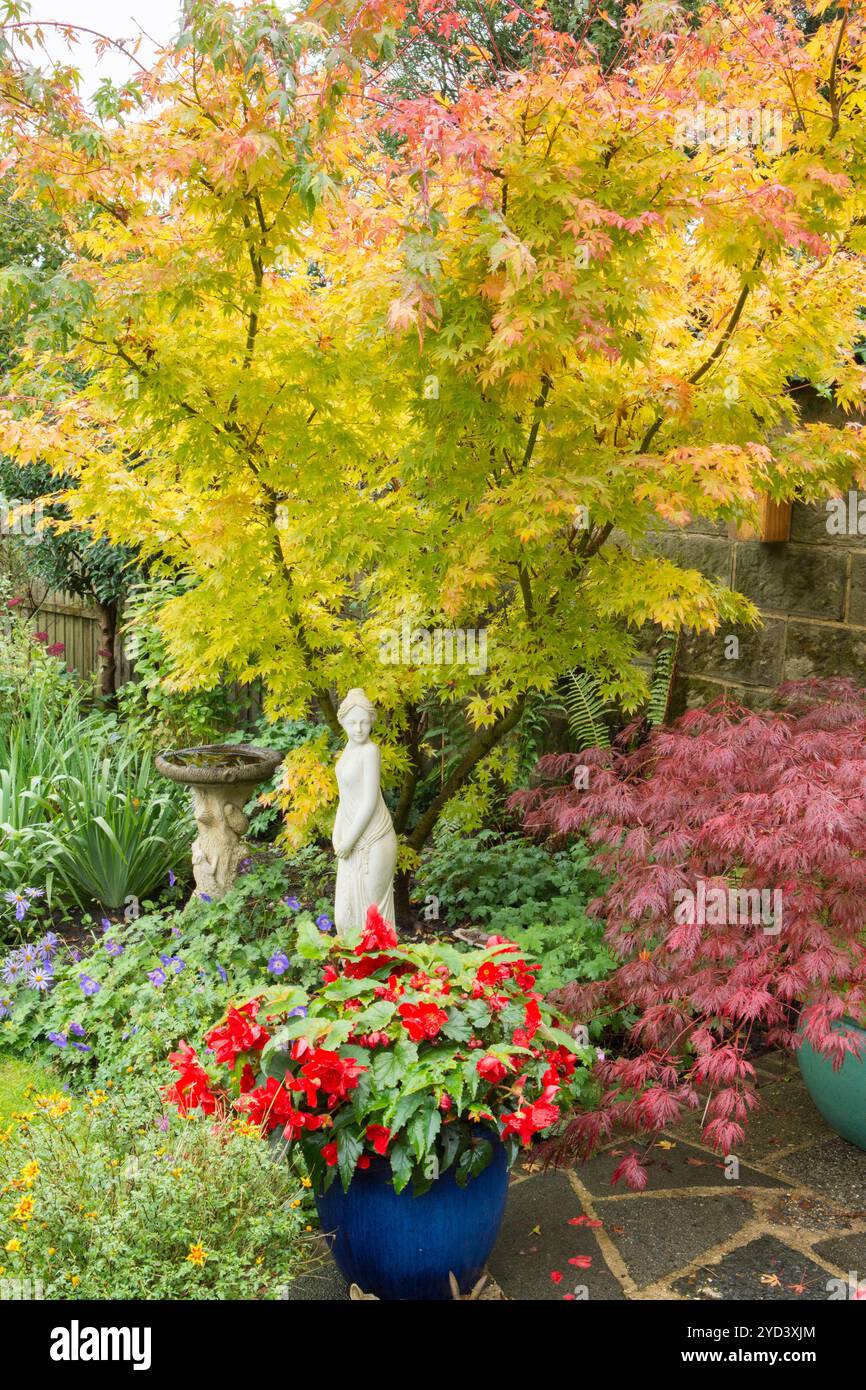 Acer palmatum "Sango-kaku" al confine con Acer palmatum dissectum "granato" in vaso, begonia rossa, ottobre colore autunno, con statua di una signora bella Foto Stock