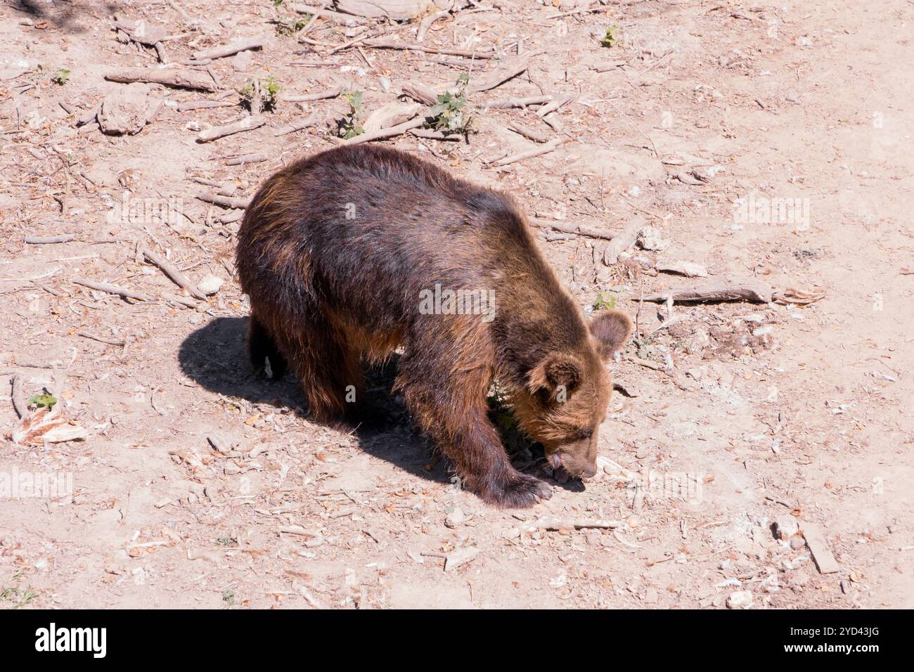 Un orso bruno che si allena sul pavimento della foresta. Foto Stock