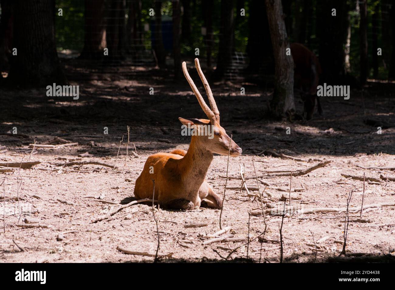 Il maestoso cervo di male riposa in una radura della foresta illuminata dal sole. Foto Stock