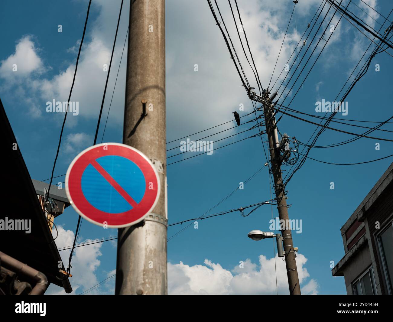 Un uccello su un cavo a Kyoto, in Giappone. Foto Stock