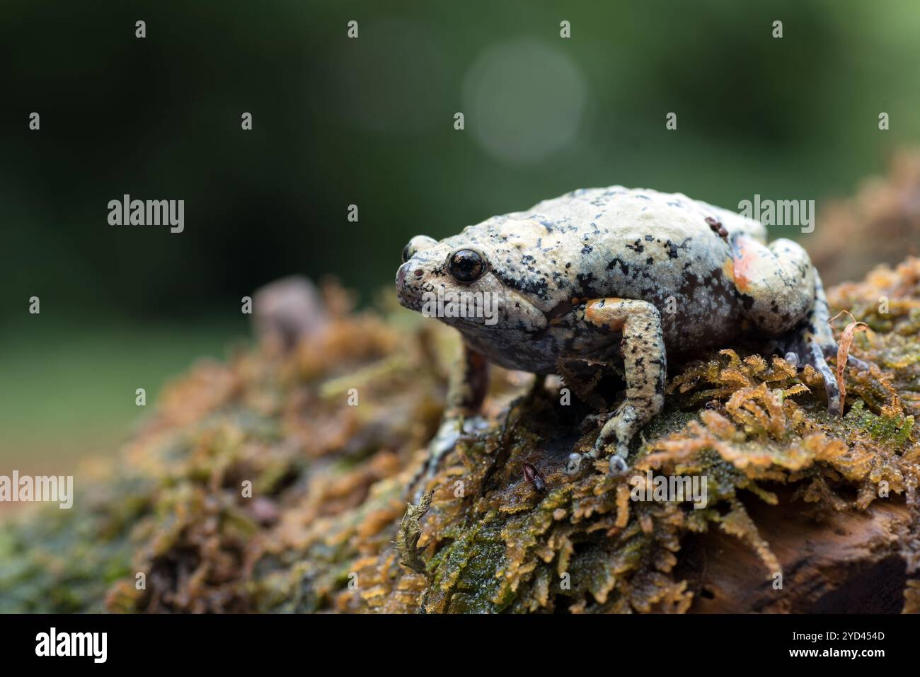 La rana con le dita lisce e la bocca stretta nel muschio Foto Stock