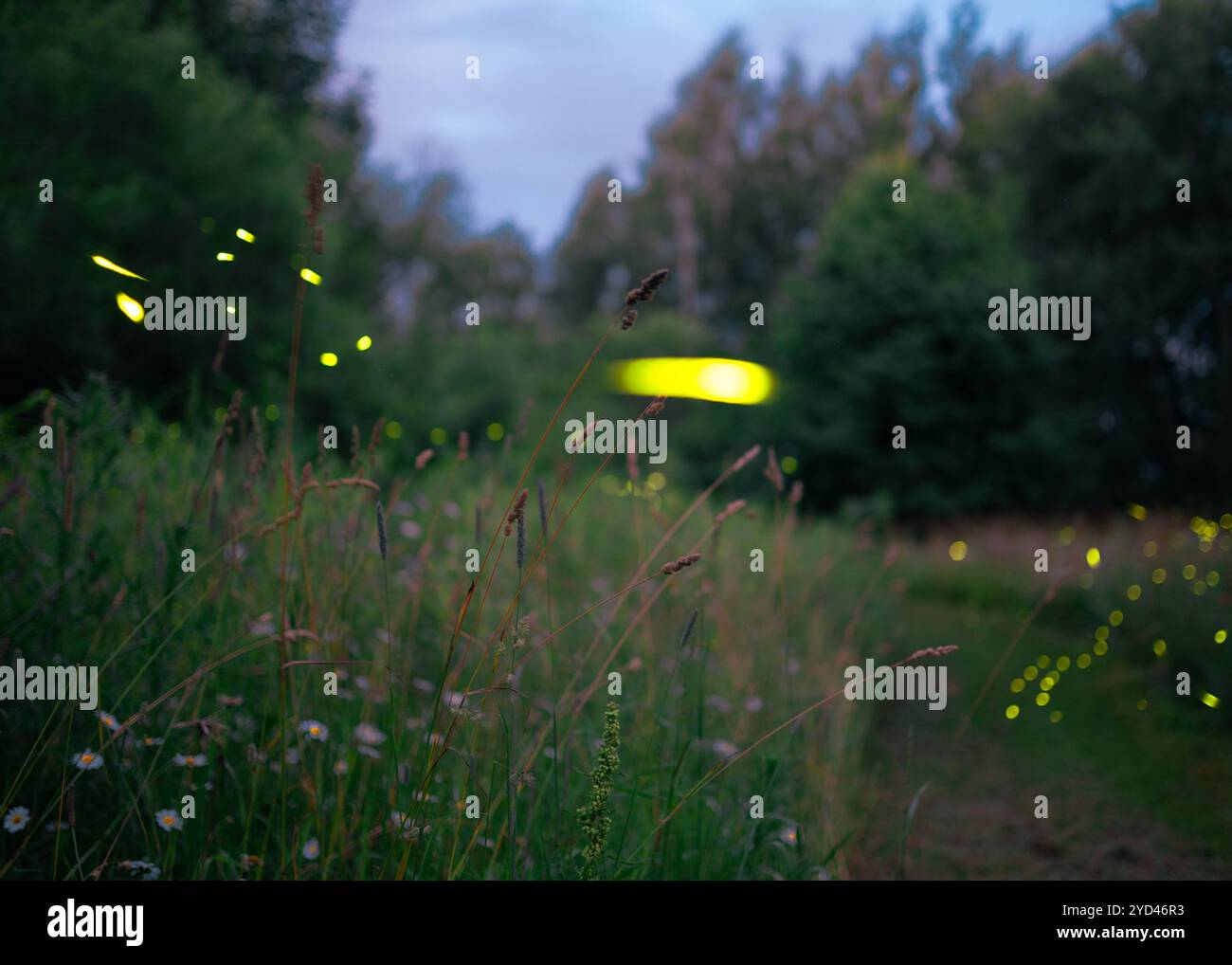 Il bagliore giallo brillante di una lucciola che si illumina al tramonto Foto Stock