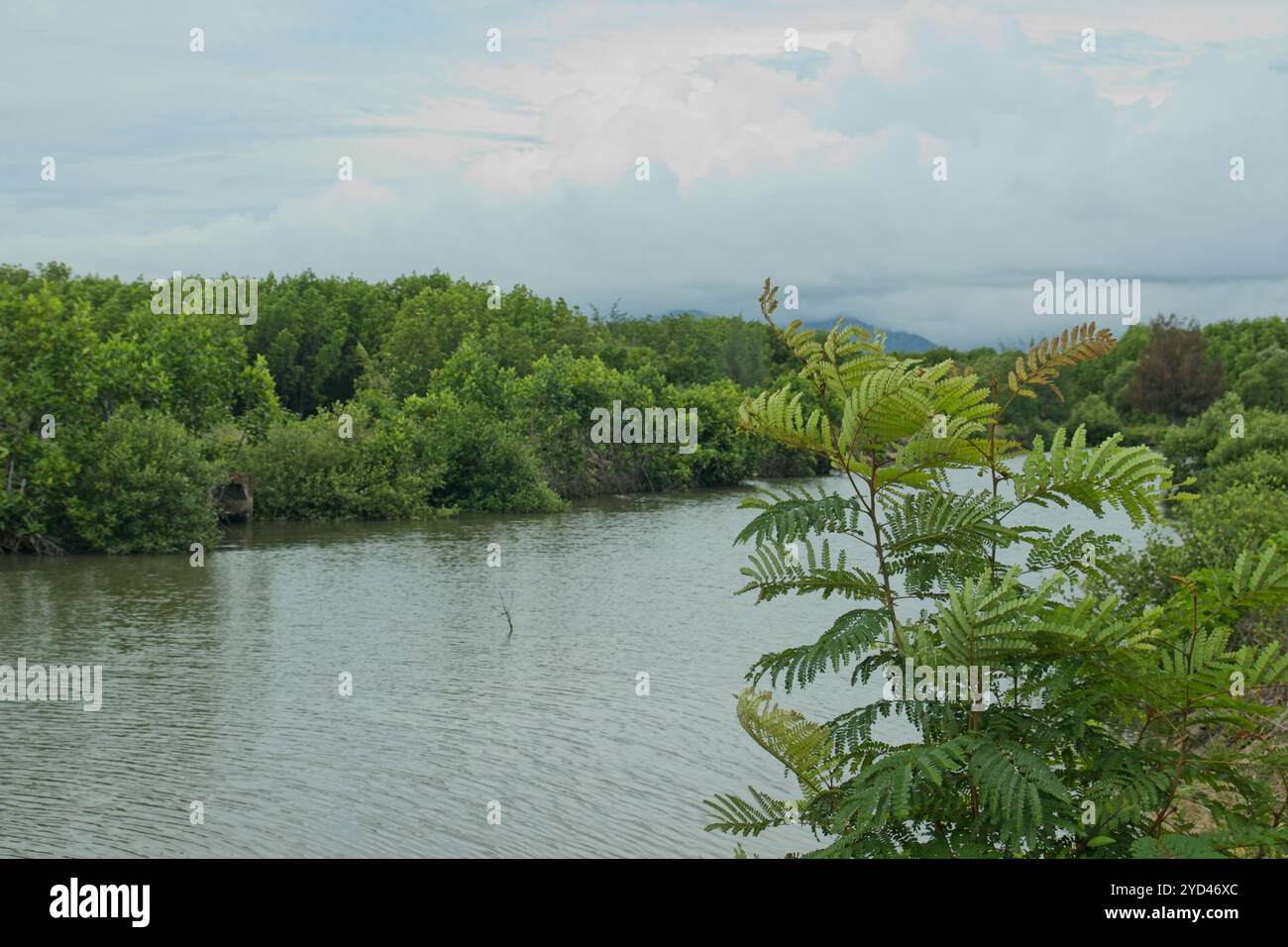 Vista sulla foresta di mangrovie verdi. Ecosistema di mangrovie. Foto Stock