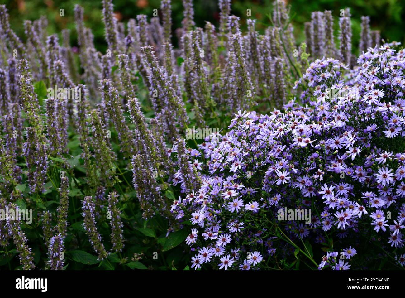 Aster Little Carlow, Symphyotrichum Little Carlow, ibrido cordifolium, blu, fiori, fiori, Aster, perenni, perenni, fioritura, fine estate, inizio autunno Foto Stock