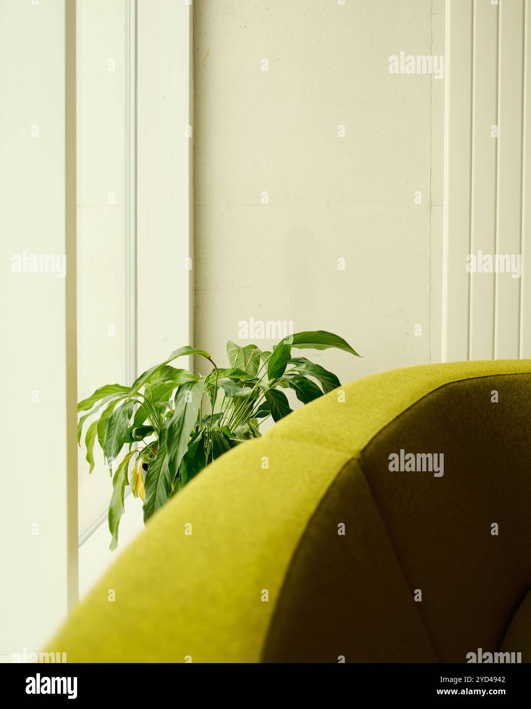 Pianta verde e lato posteriore del divano giallo Foto Stock