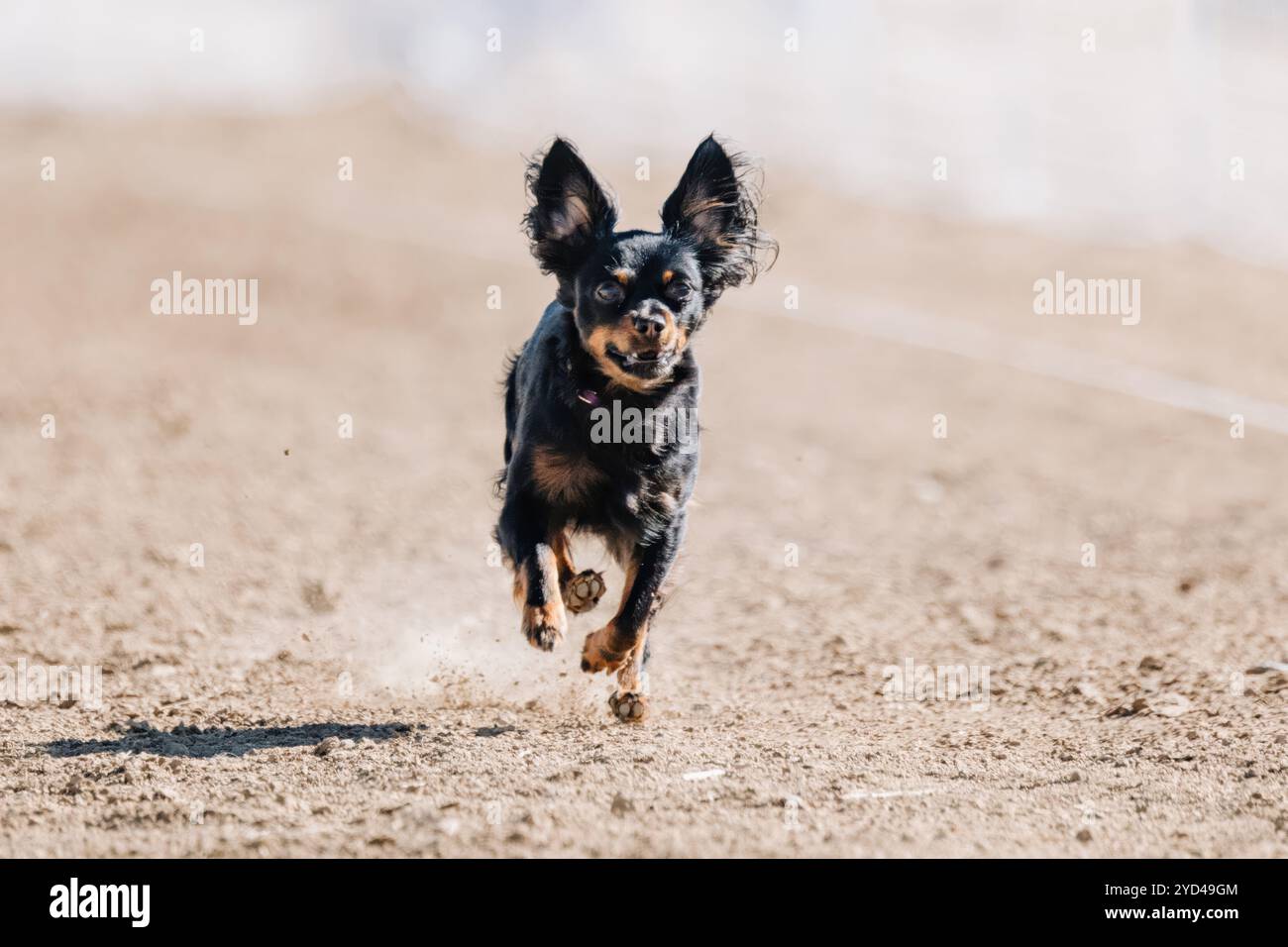 Black and Tan Russian Toy Running Lure Course Sprint Dog Sport Foto Stock