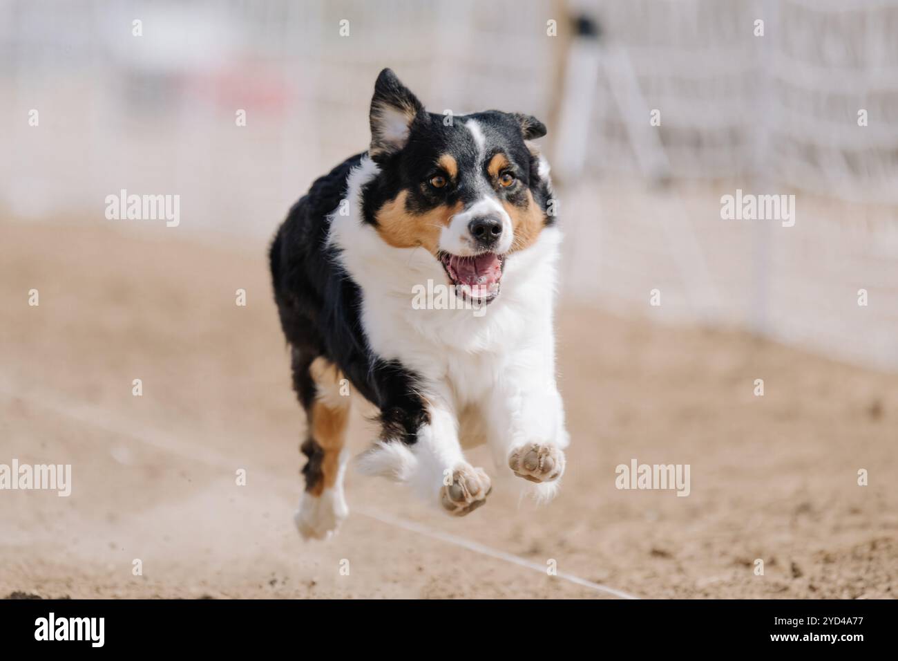 Australian Shepherd Aussie Dog Running Lure Course Dog Sport Foto Stock