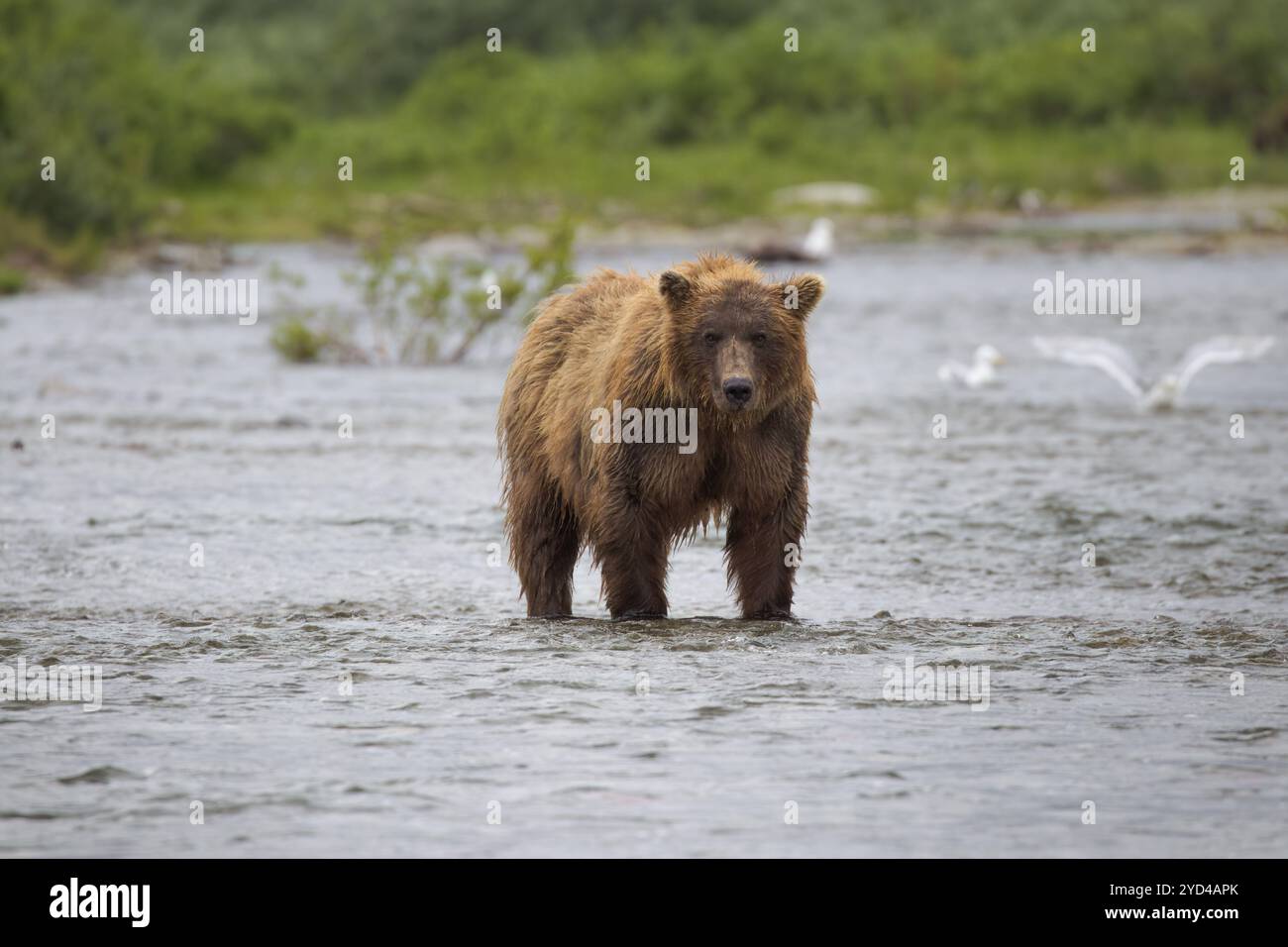 Orso bruno costiero che guarda la fotocamera Foto Stock