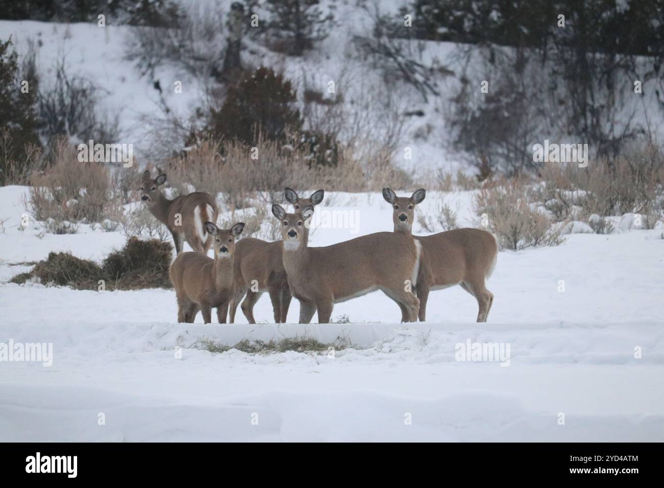 Branco di cervi nella neve Foto Stock