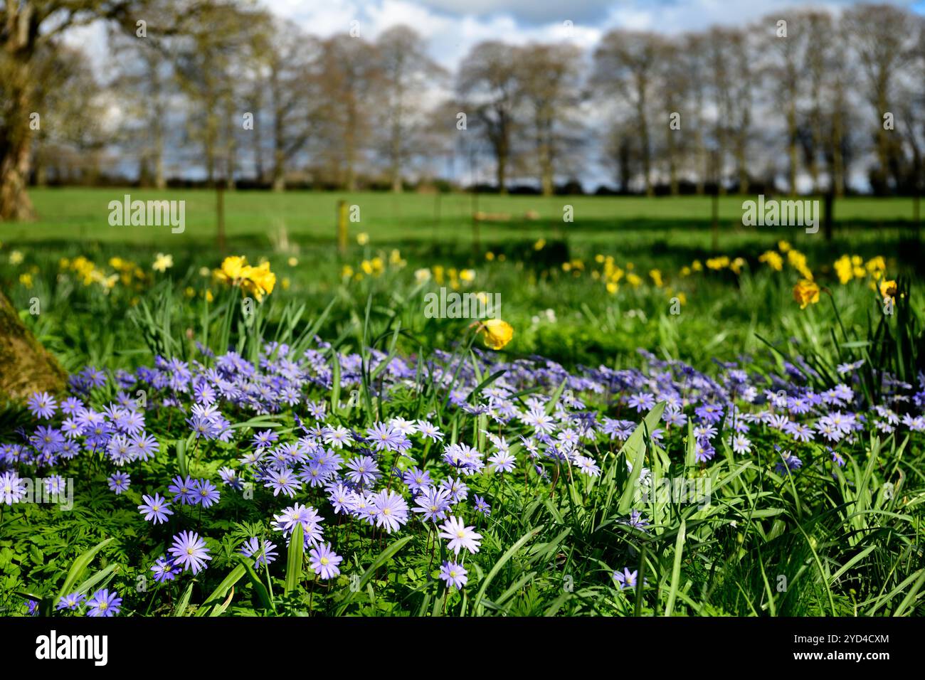 Sfumature blu anemone blanda, sole primaverile, fiori blu, giardino, giardino primaverile, RM Floral Foto Stock