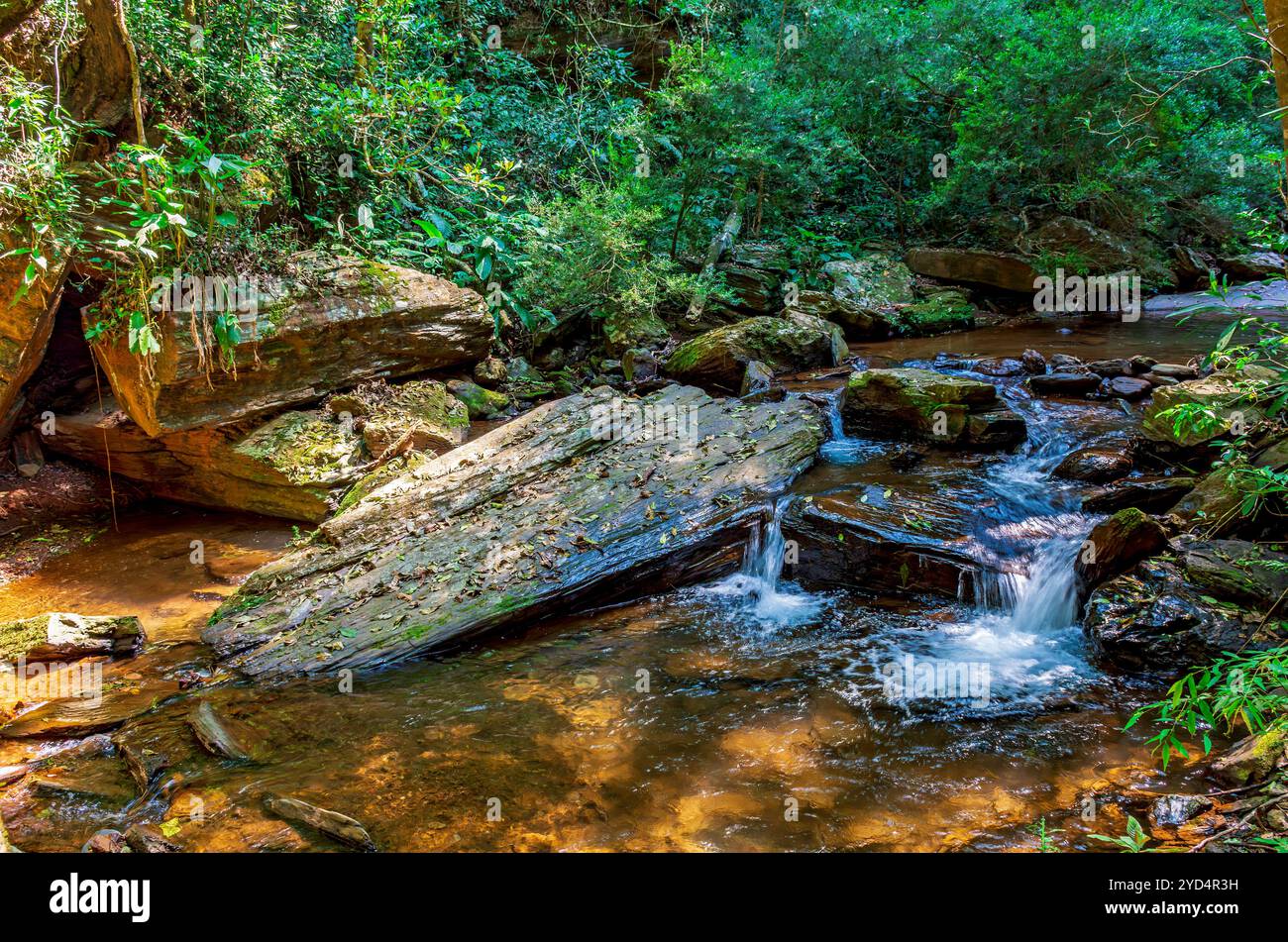 Piccolo fiume che scorre attraverso la foresta Foto Stock
