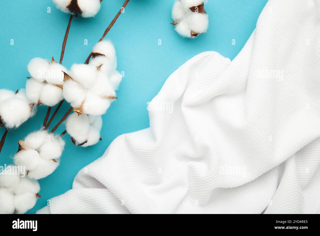 Bel ramo di cotone, tessuto bianco. Tessuto in cotone naturale. Delicati fiori di cotone bianco su sfondo blu. Vista dall'alto Foto Stock