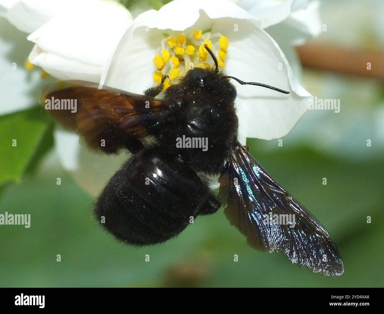 Falegname a piedistallo (Xylocopa valga) Foto Stock