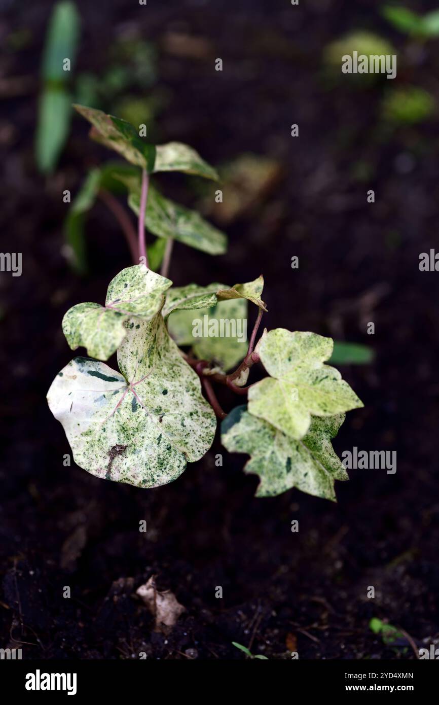 hedera hibernica rona,macchiato,macchiato,foglie,fogliame,sfumature di verde,variegazione argento,variegato,ombra,ombreggiato,giardino boschivo,boschi,RM Floral Foto Stock