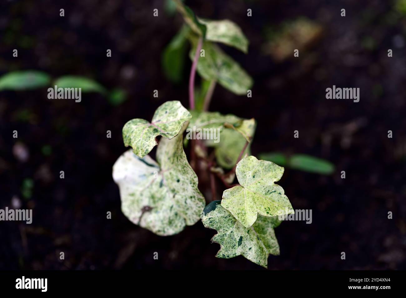 hedera hibernica rona,macchiato,macchiato,foglie,fogliame,sfumature di verde,variegazione argento,variegato,ombra,ombreggiato,giardino boschivo,boschi,RM Floral Foto Stock