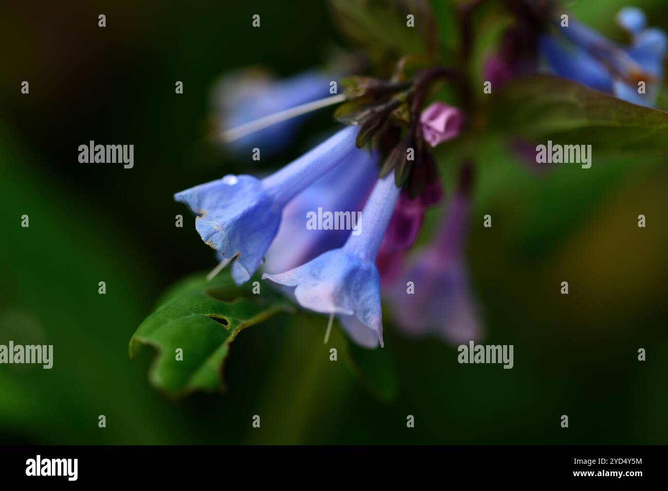 mertensia virginica,Virgina Bluebells,fiore blu,fiori blu,fioritura,primavera,Virginia cowslip,lungwort oysterleaf,Roanoke campane,primavera effimero,be Foto Stock