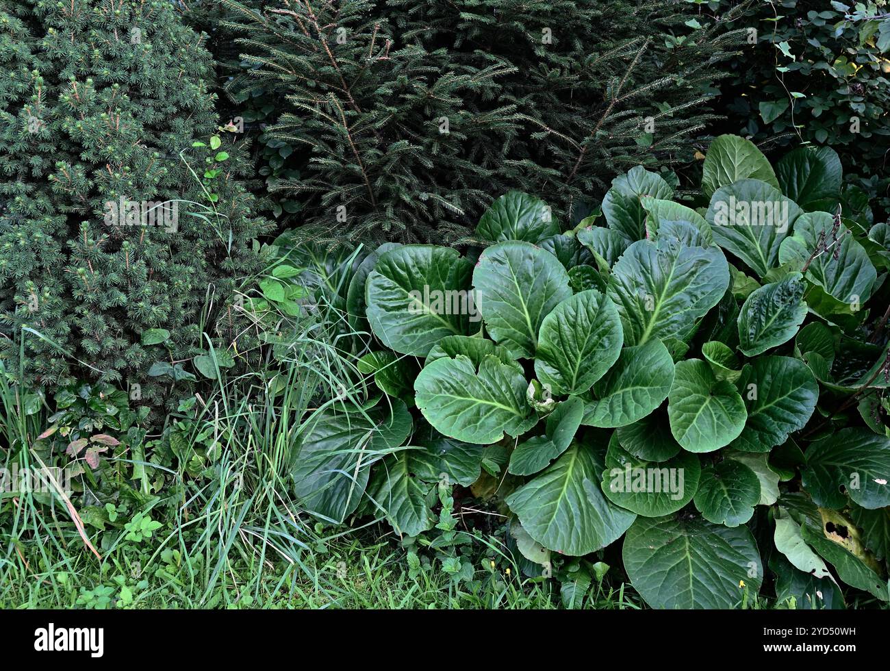 Piante di conifere e bergenia nel giardino Foto Stock