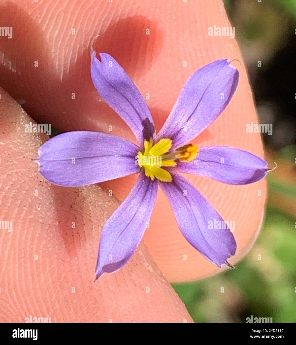 Erba dagli occhi azzurri (Sisyrinchium angustifolium) Foto Stock