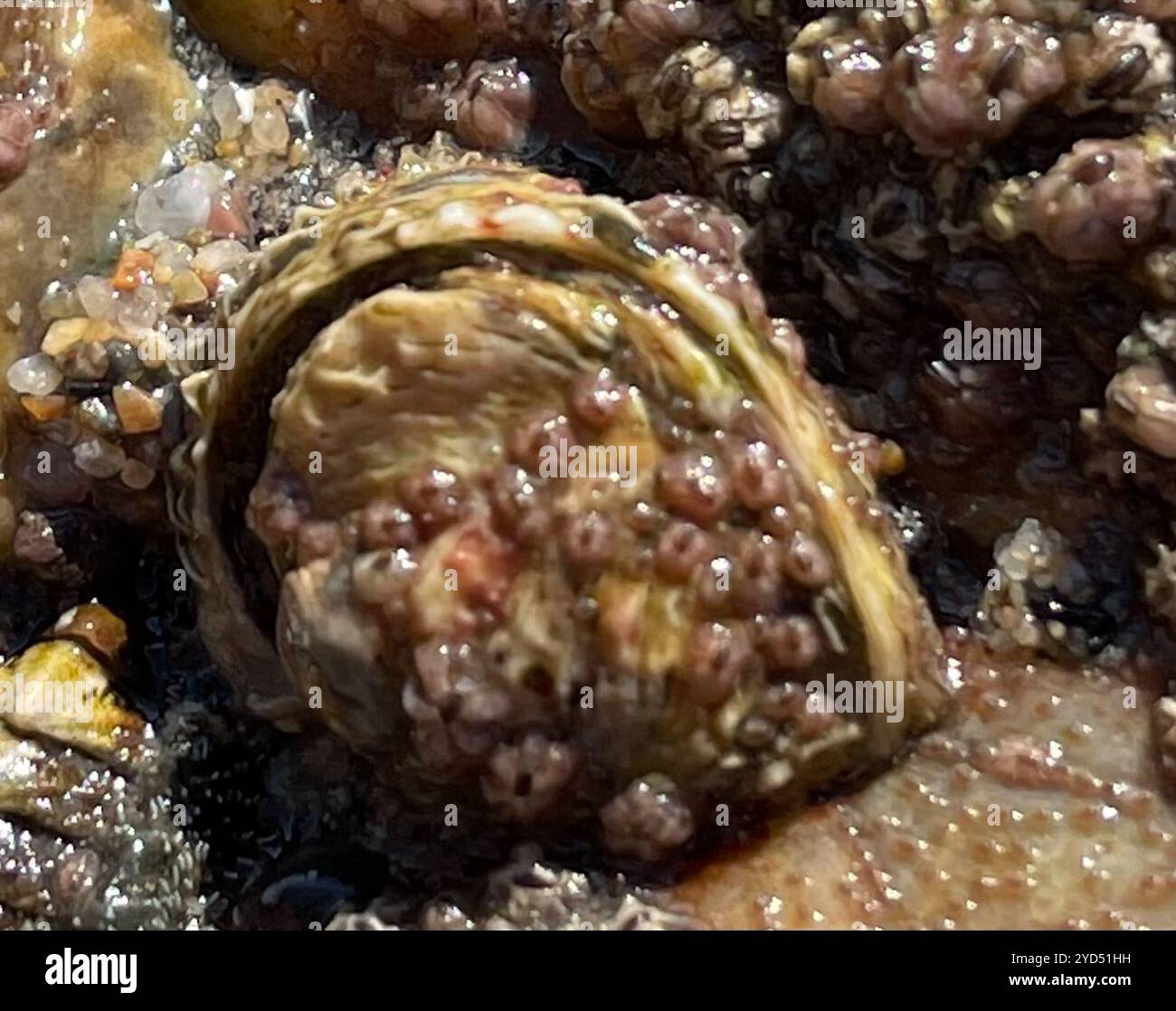 Chama invertito (Pseudochama exogyra) Foto Stock