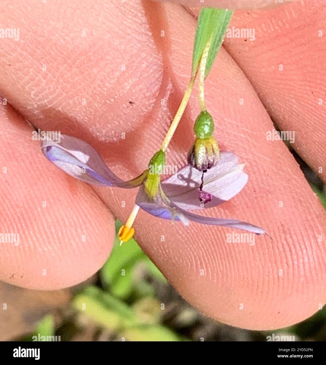 Erba dagli occhi azzurri (Sisyrinchium angustifolium) Foto Stock