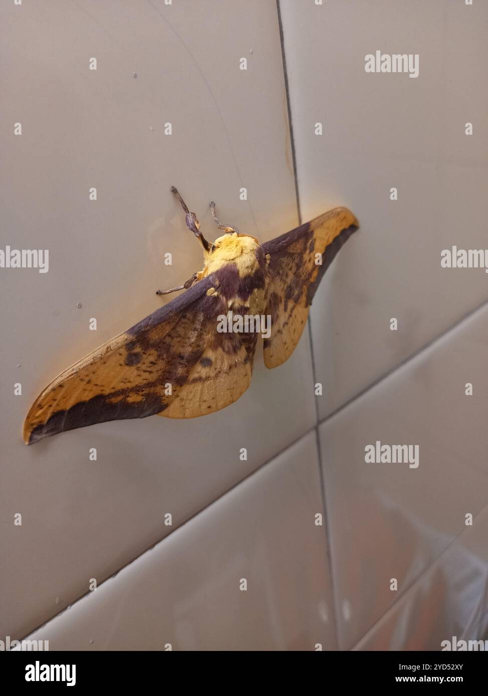 Imperial Moth (Eacles imperialis) Foto Stock