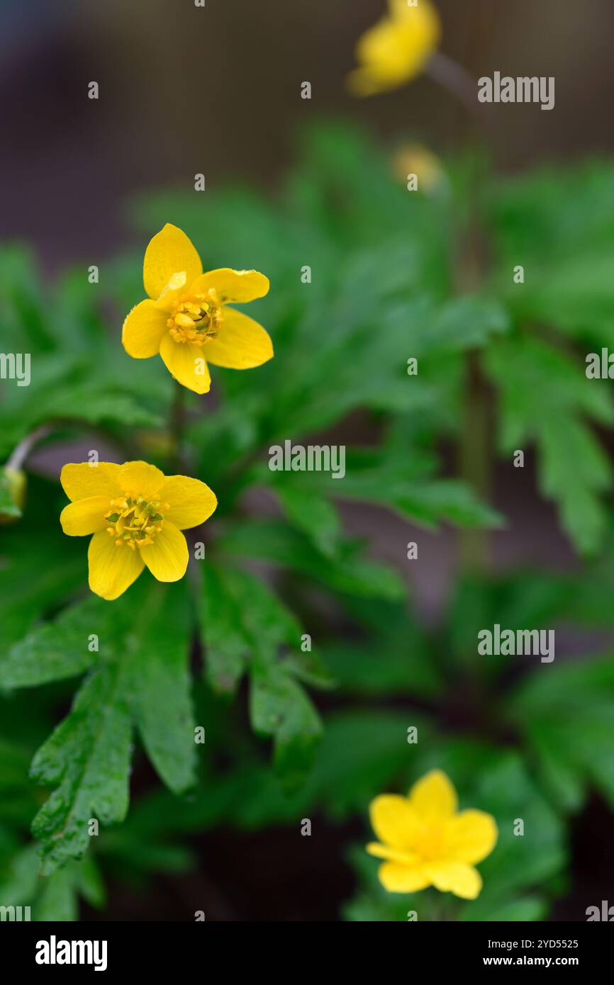 anemone ranunculoides Golden Dream,giallo,anemoni,fiori,fiori,fiorito,legno,bosco,ombra,ombreggiato,pianta,RM floreale Foto Stock