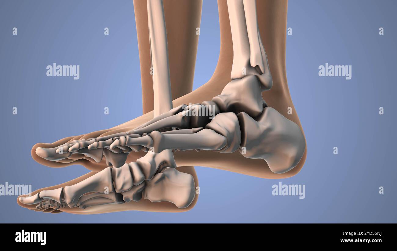 Concetto medico del sistema scheletrico nel corpo umano Foto Stock