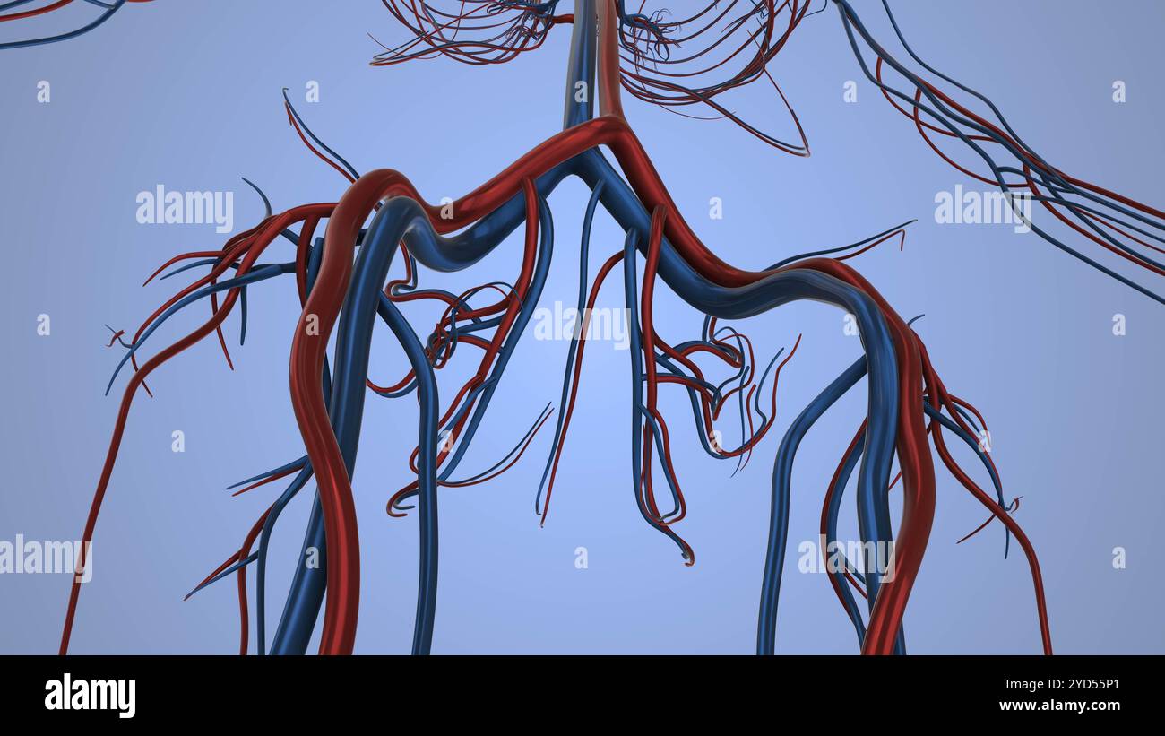 Sistema circolatorio nel corpo umano Foto Stock