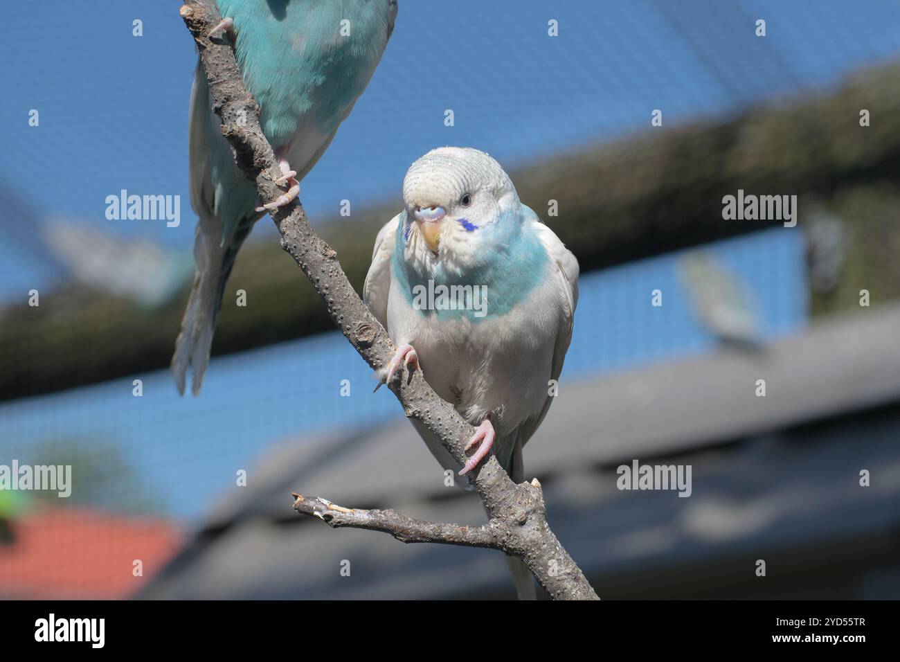 Pappagalli blu e bianchi su un ramo d'albero Foto Stock