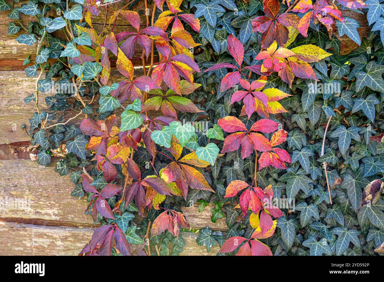 foglie autunnali colorate su uno sfondo di recinzione in legno Foto Stock