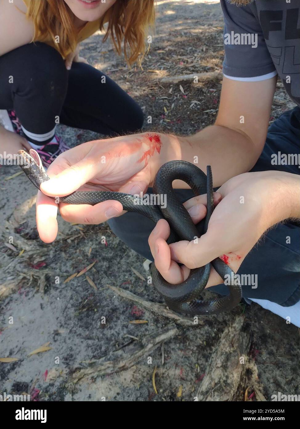 A sud il corridore di nero (Coluber constrictor priapo) Foto Stock