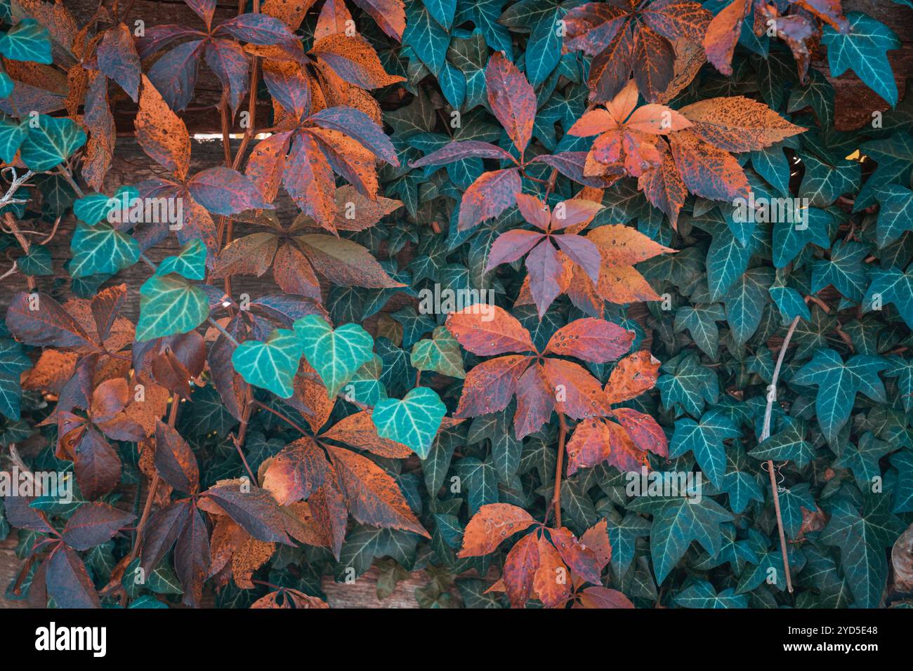 foglie autunnali colorate su uno sfondo di recinzione in legno Foto Stock