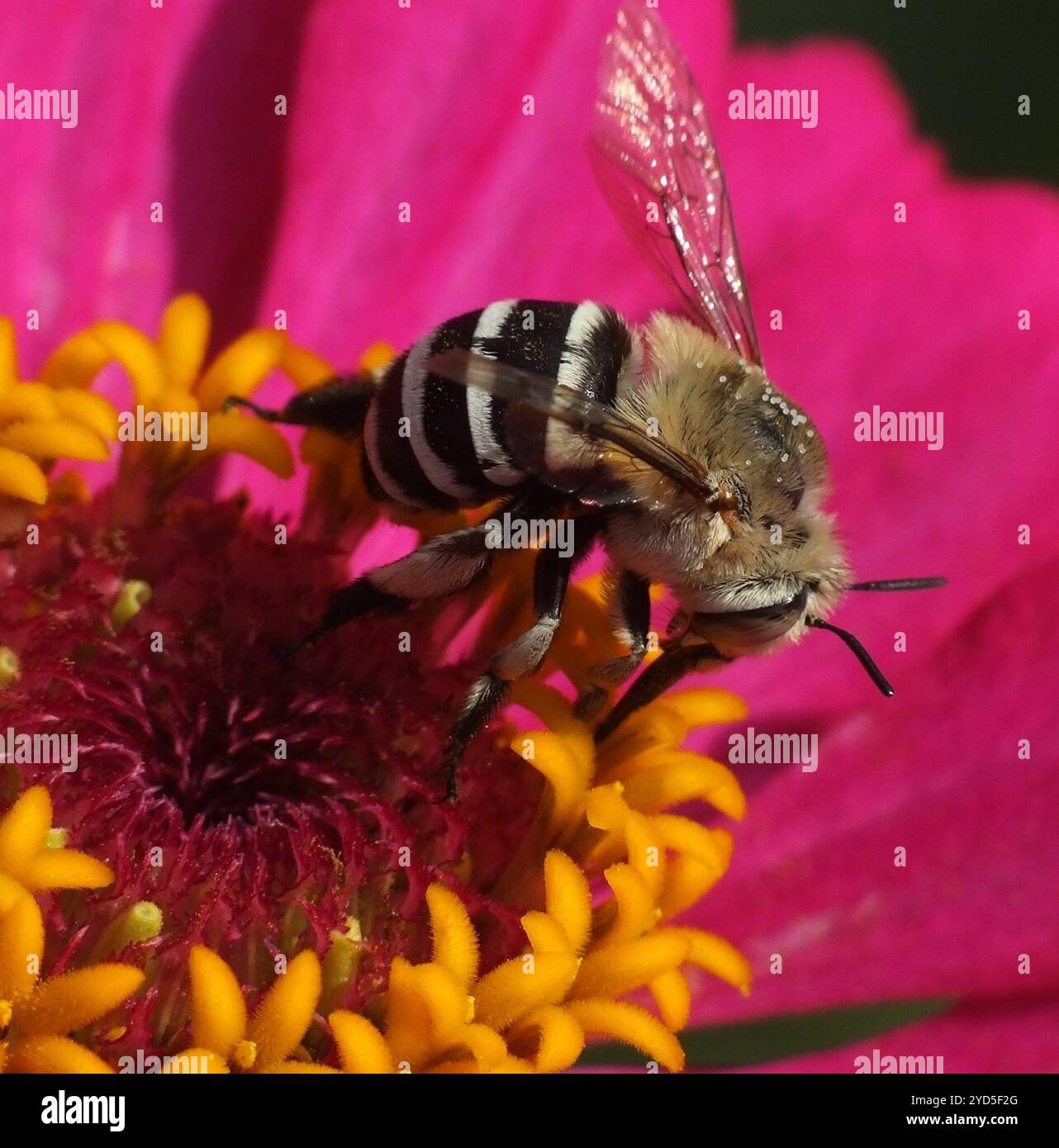 Ape da scarificatore a quattro strisce (Amegilla quadrifasciata) Foto Stock