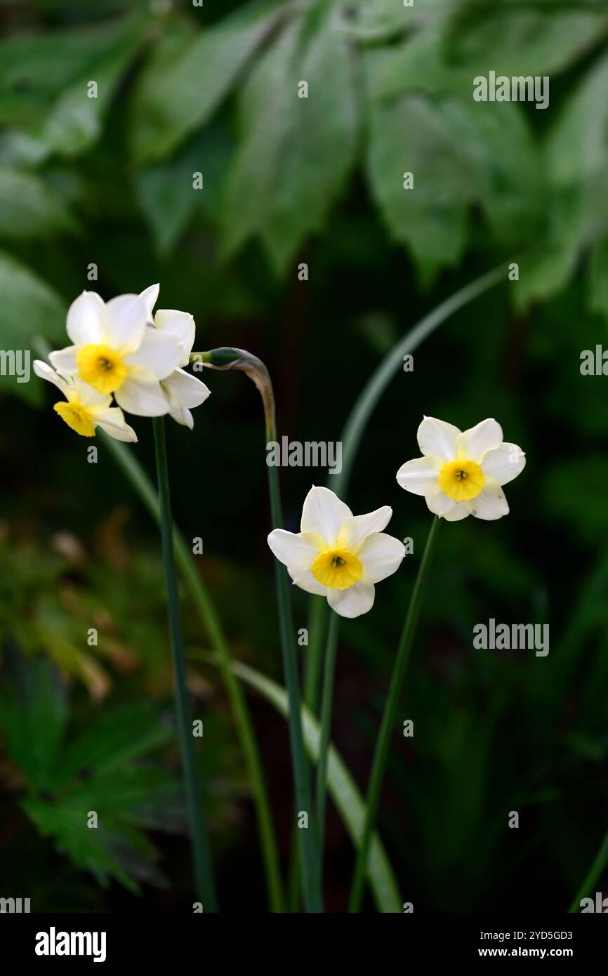 narcissus rikki, petali bianchi, fiori bianchi, occhi gialli, tazza gialla, coppetta gialla, narcisi nani, narcidi in miniatura, narcidi, narcisi, RM Floral Foto Stock