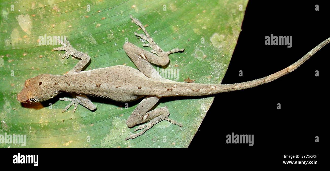 Anodo dalle orecchie marroni (Anolis fuscoauratus) Foto Stock