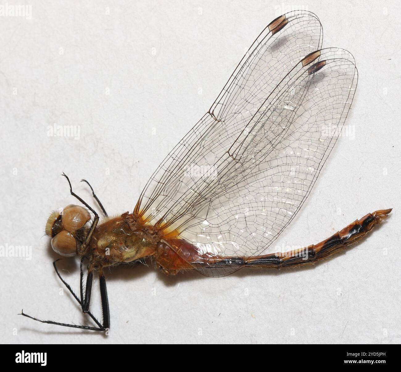 Meadowhawk dalla faccia bianca (Sympetrum obtrusum) Foto Stock