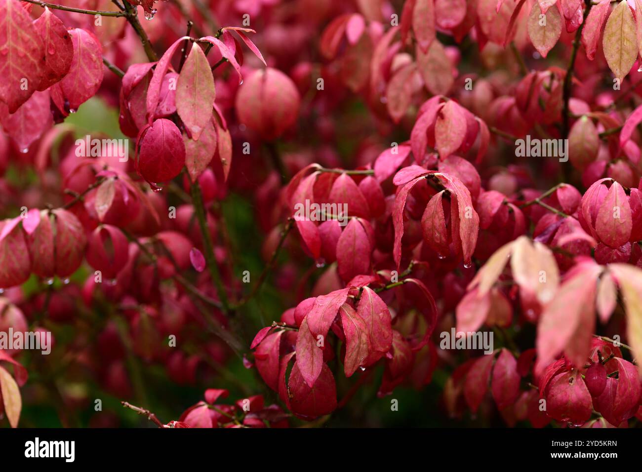 euonymus elatus compacta,foglie rosse ardenti,foglie autunnali,fogliame autunnale,colori autunnali,arbusti decidui,fogliame,foglie,rosso scarlatto,RM Foto Stock