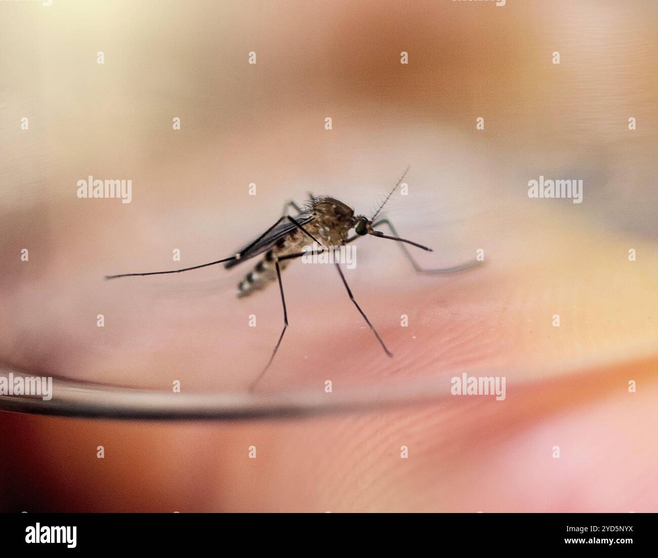 Femmina di Culex restuans zanzara, raccolta nel Maryland. Foto Stock