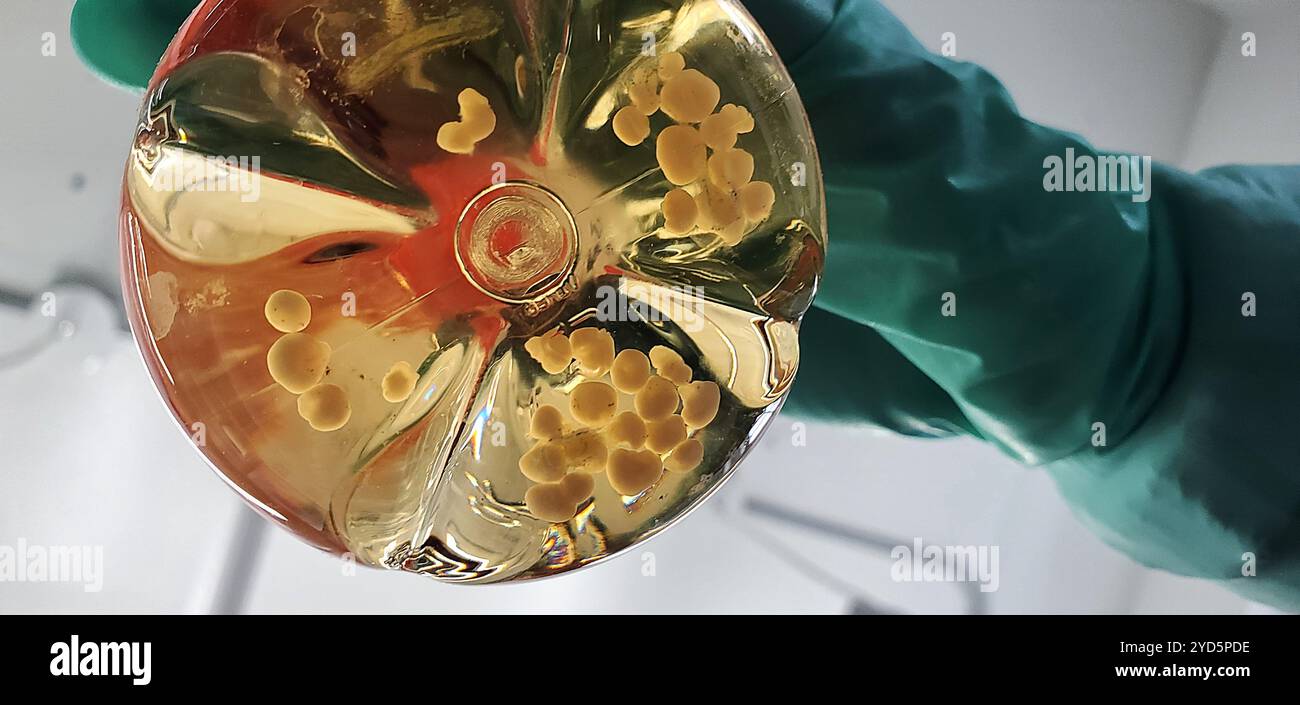 Un ricercatore tiene in mano una fiasca contenente organoidi cerebrali umani. 2024 : lo studio NIH mostra che la malattia del dimagrimento cronico difficilmente si sposta dagli animali alle persone. Foto Stock