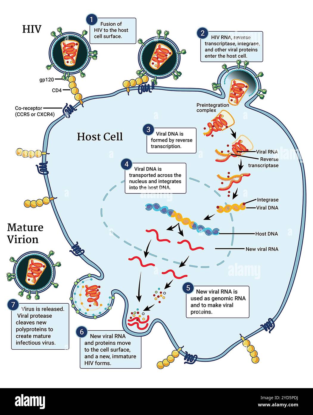 Questa infografica illustra il ciclo di replicazione dell'HIV, che inizia quando l'HIV si fonde con la superficie della cellula ospite. Foto Stock