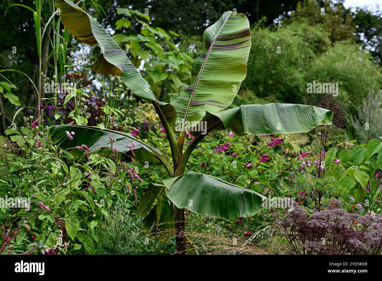 Musa sikkimensis Tigre del Bengala, Tigre del Bengala Sikkim Banana, tropicale, esotica, letto, confine, giardino, RM Floral Foto Stock