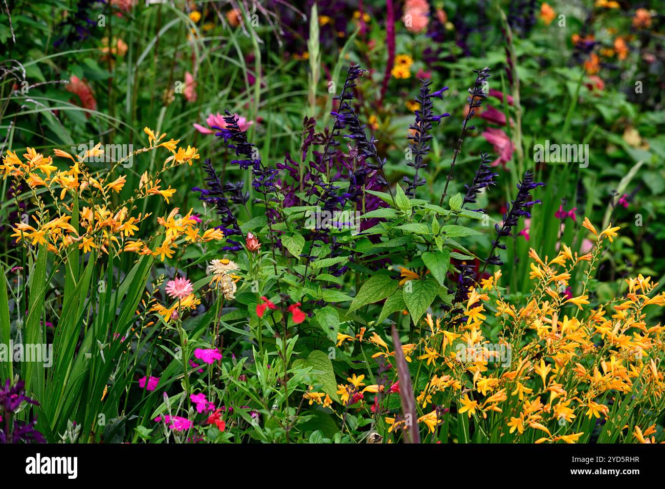 Salvia guaranitica Nero e Blu, crocosmia gialla, fiori gialli e blu, impianto di piantagione misto, fiori misti, confine misto, RM Floral Foto Stock