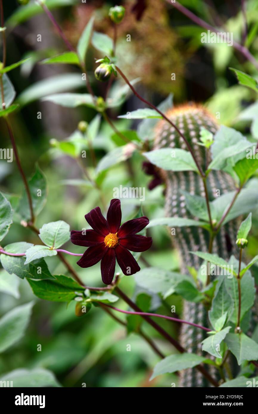 dahlia, cactus, impianto misto, dahlia e cactus, fiori dahlia scuri, RM Floral Foto Stock