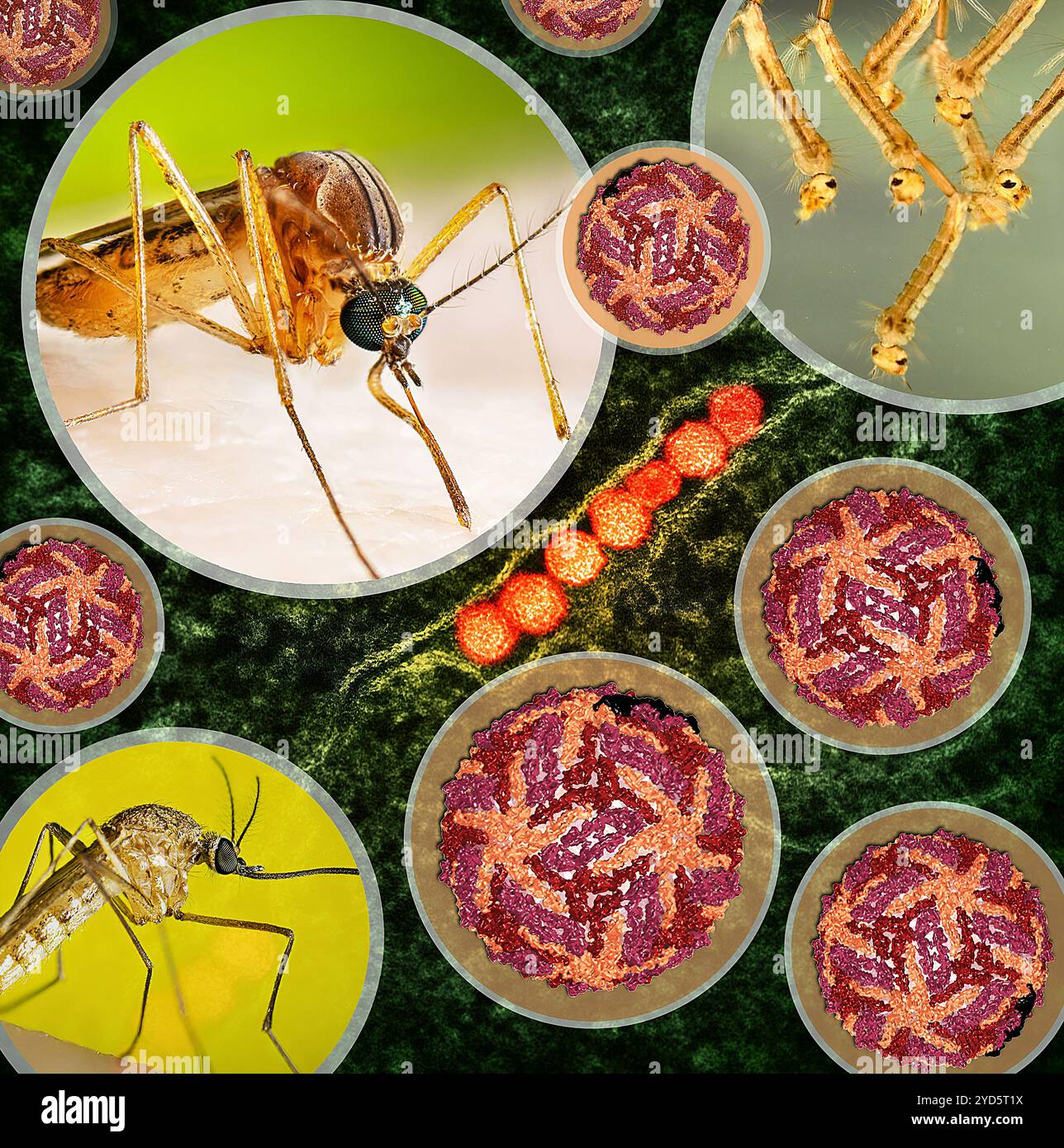 Opera d'arte con zanzare Culex quinquefasciatus femminili che trasmettono il virus del Nilo occidentale, una ricostruzione crioEM del virus del Nilo occidentale. Foto Stock