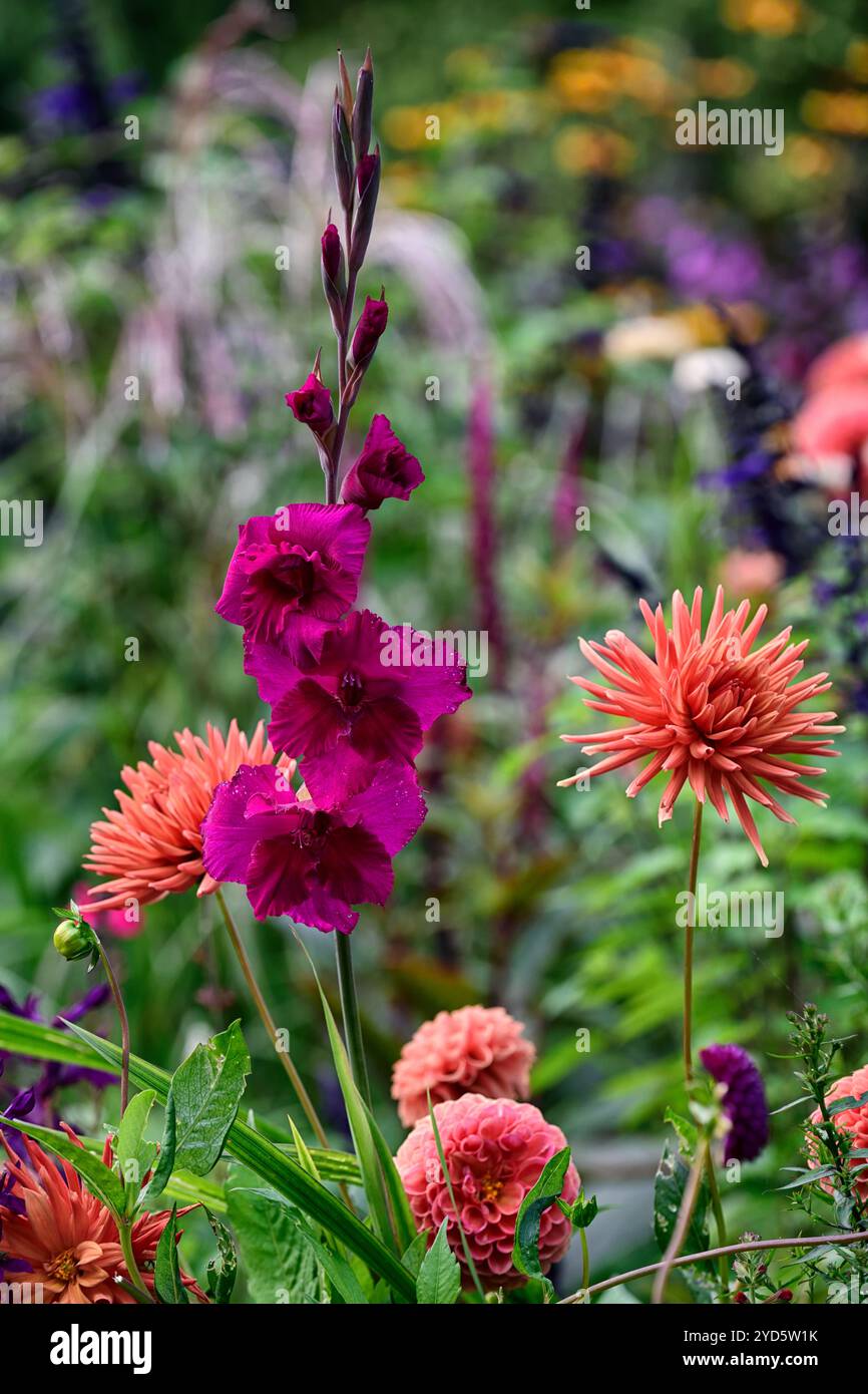 Gladiolus grandiflora Sugar Plum; dahlia autunno arancio; fiori arancio e viola; schema di piantagione misto; letto misto; confine misto; dahlia e gladioli Foto Stock