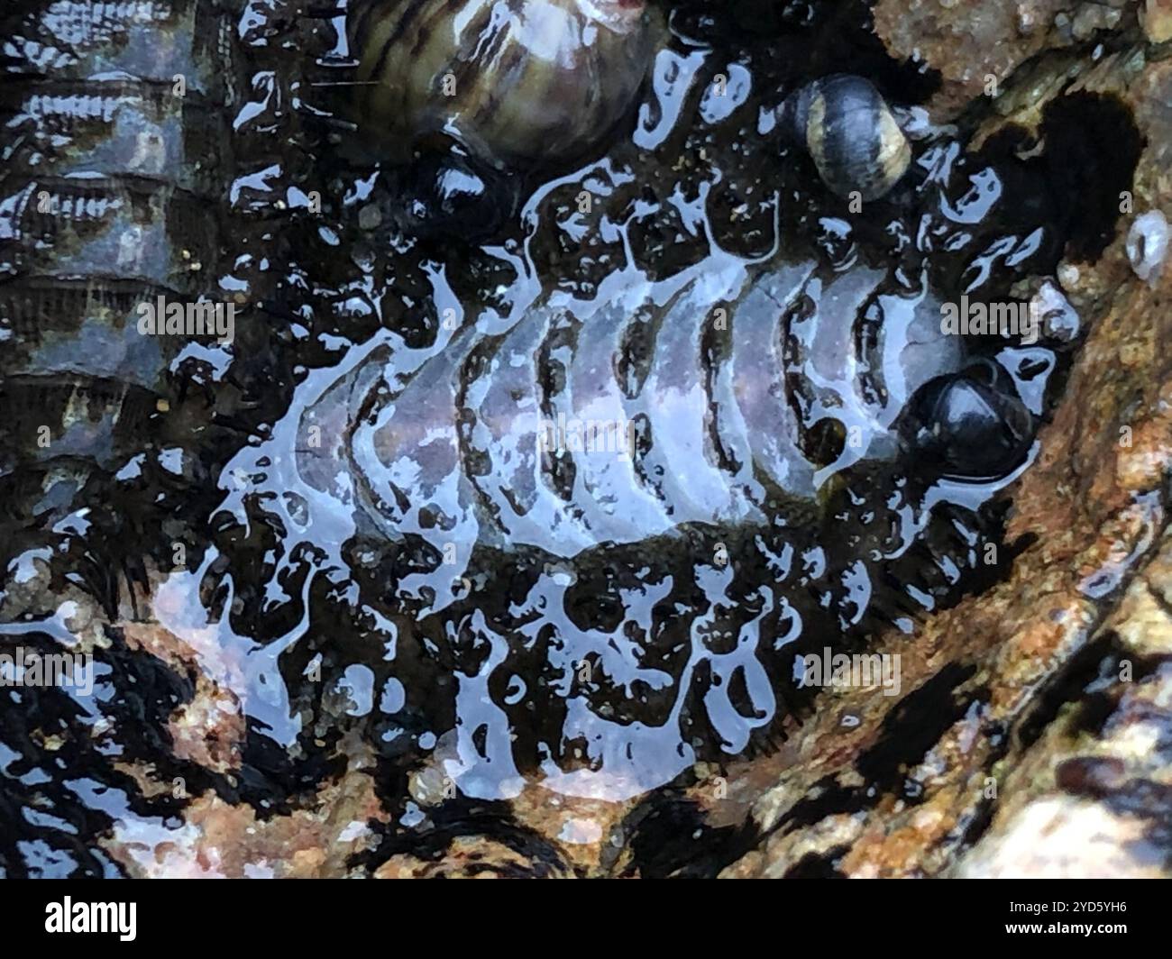 Mossy Chiton (Mopalia muscosa) Foto Stock