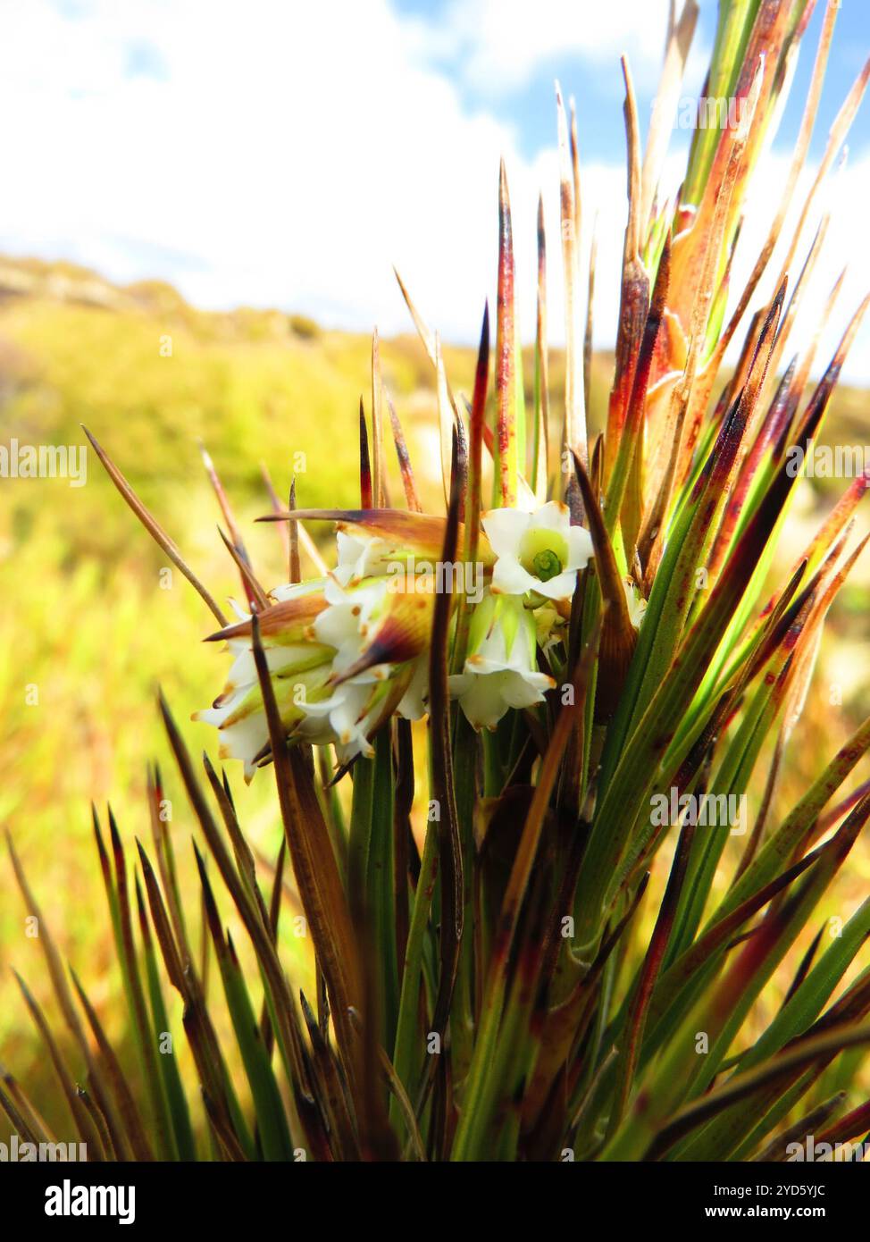 Inaka (Dracophyllum longifolium) Foto Stock