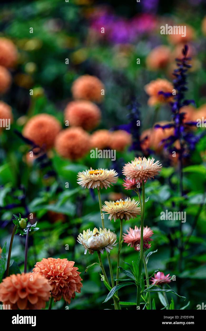 Xerochrysum bracteatum,Dahlia sylvia,salvia amistad,Bracteantha bracteata,Helichrysum bracteatum,girasole,fiore eterno,margherita di carta,fiori,fl Foto Stock