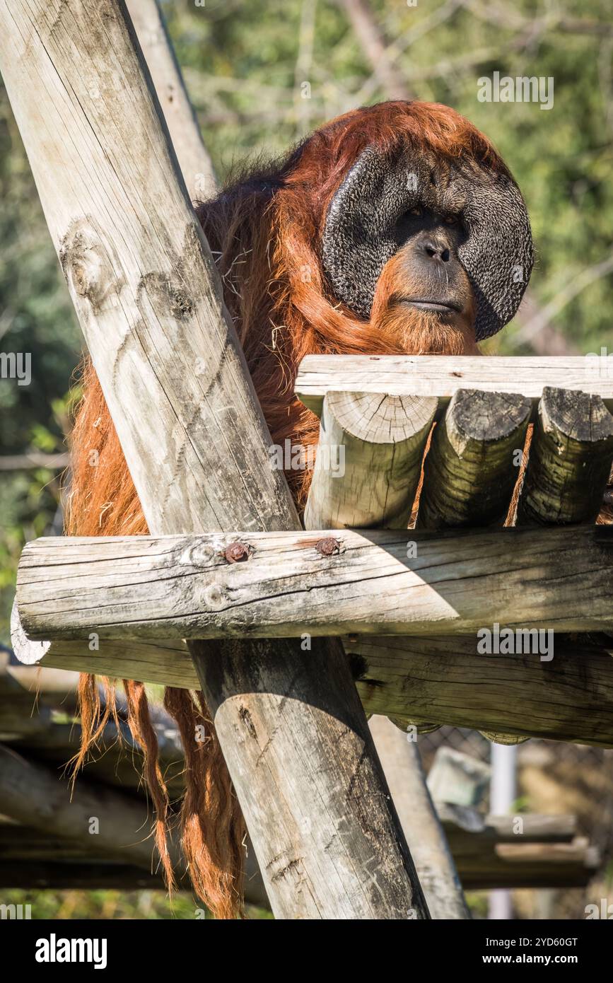 Un grande orangutan poggia su una piattaforma di legno, usando le braccia per appoggiarsi in avanti. Gli animali guardano attentamente, con lussureggianti alberi verdi sullo sfondo Foto Stock