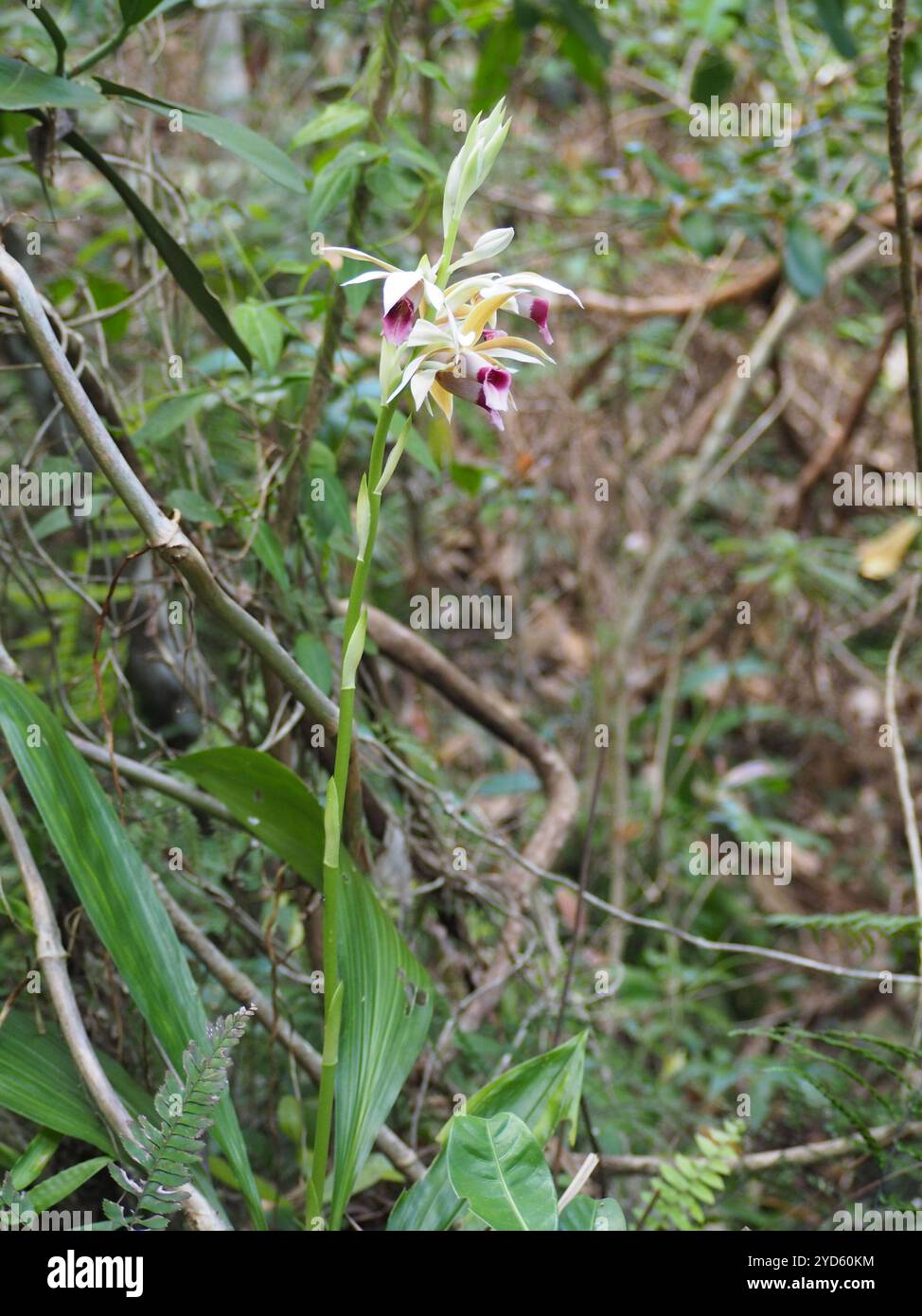 Orchidea cinese in polvere (Phaius tankervilleae) Foto Stock